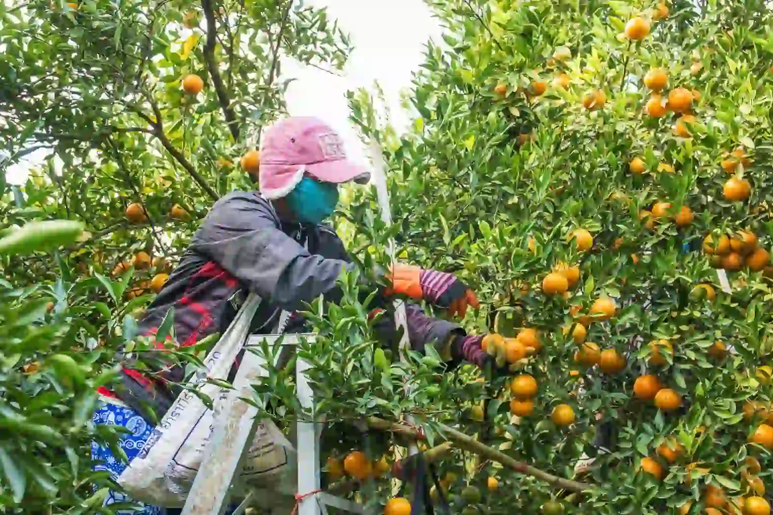 Trabajador agricula recolectando naranjas